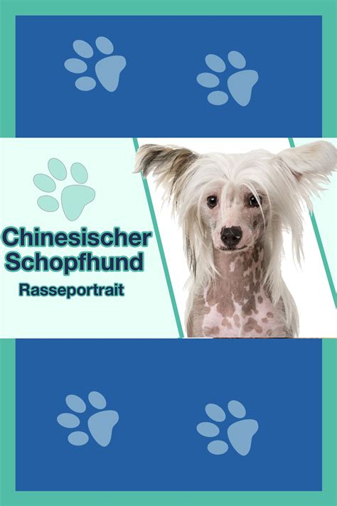 Chinesischer Schopfhund (Rassenportrait) | Chinesischer schopfhund ...