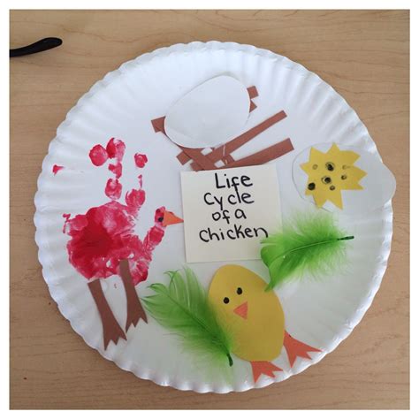 Life Cycle Of A Chicken Life Cycles Preschool Life Cycles Activities