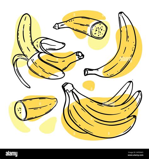 Bananas Ripe Delicious Tropical Fruit Individually Peeled And In A Bunch In Sketch Style For