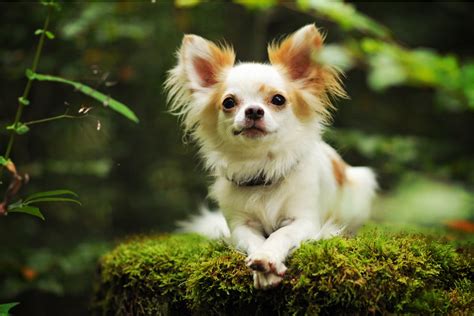 Chihuahua Caractère Santé élevage Alimentation Prix Chiots