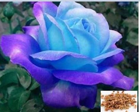 Rare Midnight Blue Rose Flower Tree Bush 10 20 Or 30 Seedsno Etsy