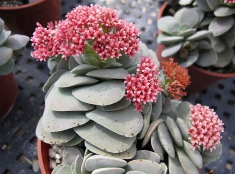 Crassula Morgans Beauty Rare And Amazing Succulent Succulent Thrive