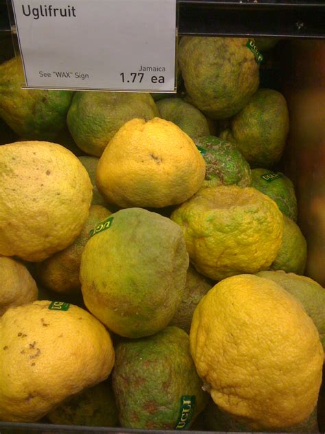 An exotic tangelo hybrid citrus fruit grown in jamaica. what do vegans eat?: ugli fruit