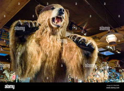 Lifesize Stuffed Grizzly Bear Tourists High Resolution Stock