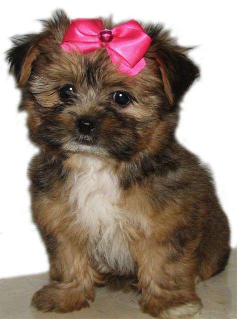 They are believed to have stemmed from the mating of the. Snorkie (Schnauzer-Yorkie mix) Info, Temperament, Puppies ...