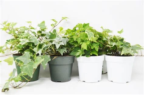 11 Indoor Hanging Plants To Green Up Your Home Live House Plants