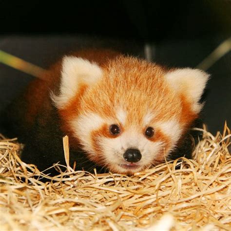 First Red Panda Birth At Planckendael Zooborns