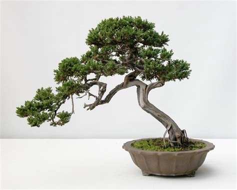 The quality (and quantity) of bonsai trees the kanto area (greater tokyo region) is home to the most famous japanese bonsai nurseries, while kyoto houses the most impressive japanese. The Art of Bonsai Project - Feature Gallery: The Penjing ...