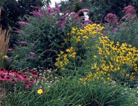 New in 2010 is the first dwarf butterfly bush and first of the lo and behold variety, buddleia 'blue chip'. GardenAtoZ - Design a perennial bed - Garden A to Z