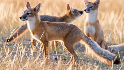 Foto Foto Menggemaskan Menunjukkan Swift Foxes Yang Terancam Punah