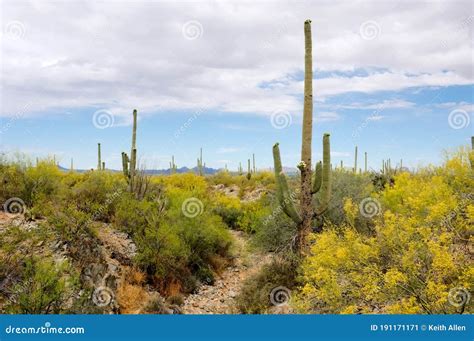 The Arizona Desert Showing The Saguaro Cactus And Other Plants In Bloom