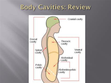 Ppt Body Planes Directions Cavities And Regional Terminology