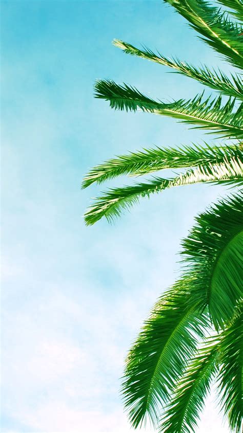 Palm Tree Iphone Wallpaper 67 Images