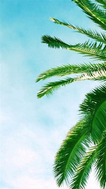 Palm Tree Iphone Leaves Sky Branches Azure