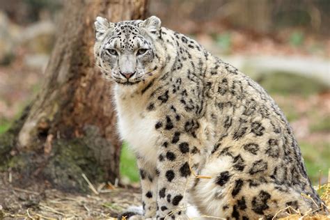 Snow Leopard Snow Leopard At The Bronx Zoo Jopaz Flickr