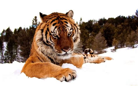 Awesome Royal Filled Hd Tiger Wallpapers Hand Picked Stugon