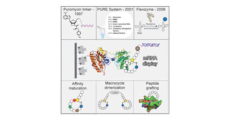 Rna Display Methods For The Discovery Of Bioactive Macrocycles