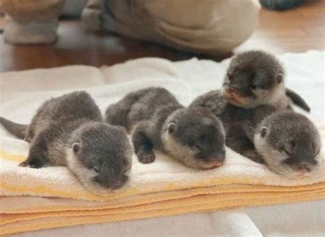 Top 10 Super Cute Newborn Animals