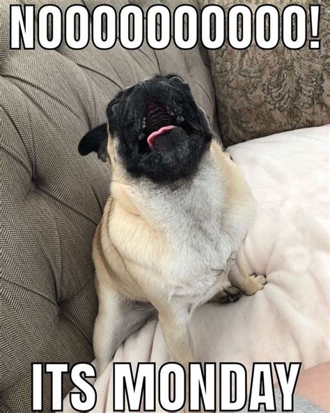 Nooooo Its Monday Pugs Funny Pugs Funny Meme Pug Memes