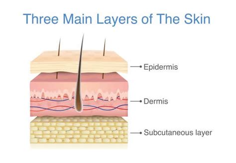 Skin Cell The Definitive Guide Biology Dictionary