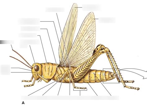 Grasshopper Diagram Diagram Quizlet