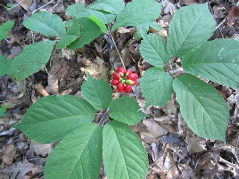 Watauga Extension Offers Ginseng Production Workshops In September