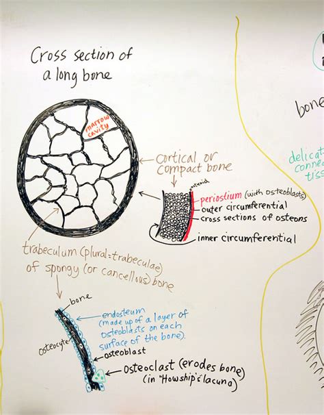 A hand drawn sketch by dr. Bone Formation: Cross Section of a Long Bone | Flickr ...