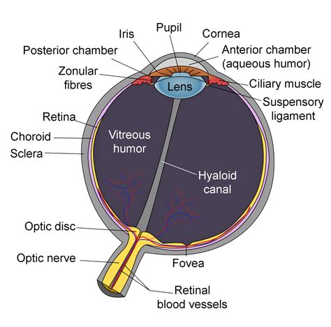 It is a remarkable optical instrument. Lens (anatomy) - Wikipedia