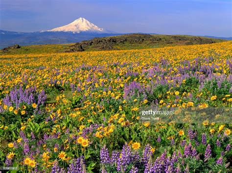 Mt Hood With Wildflowers High Res Stock Photo Getty Images