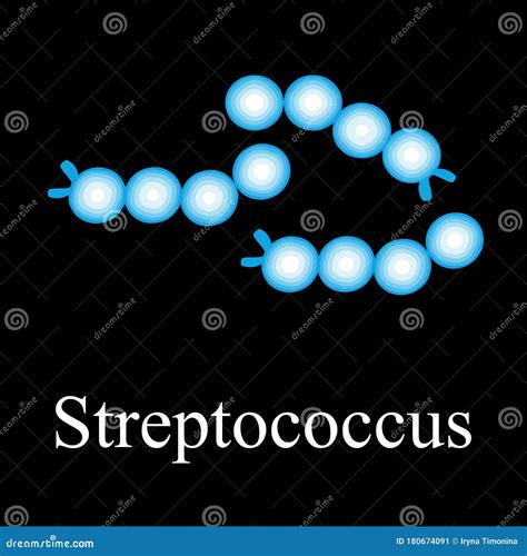 Streptococcus Structure Bacteria Streptococcus Infographics Vector