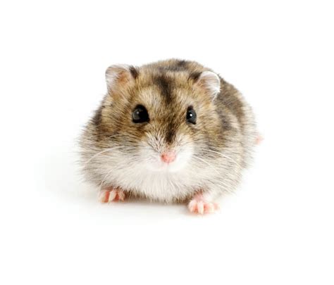 Chinese Dwarf Hamster Exotic Hamster Breed Guide Hamsteropedia