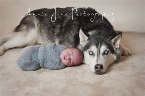 Husky And A Newborn Baby Aria Baby Girl Newborn Pictures Newborn And