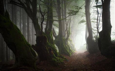 Forest Path Mist Moss Peaceful Nature Wallpaper Nature And