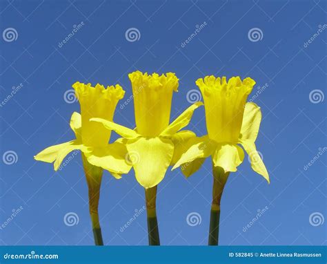 Easter Daffodils Stock Image Image Of Macro Seasonal 582845