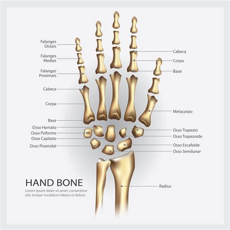 Human Hand Bone Anatomy