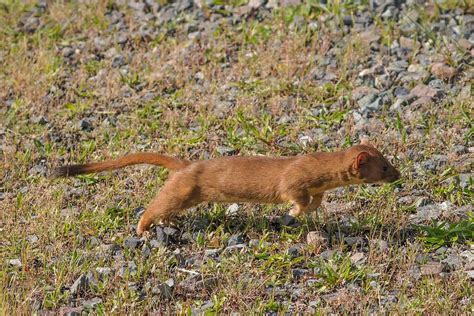 Long Tailed Weasel Photograph By Joseph Siebert Pixels