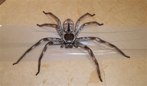 Giant Huntsman Spider Terrifies Removalists After Hitching A Ride To