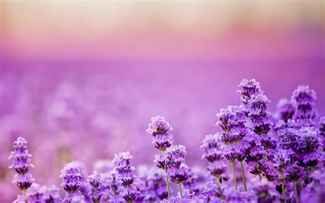Beautiful Lavender Landscape Wallpapers Hd Desktop And Mobile