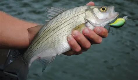 Best White Bass Lures For A Perfect Catch Stellar Outdoor Life