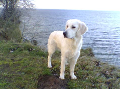 Caring for your golden retriever. Golden Retriever - Pfotencafe - Leben mit Hund und Katze