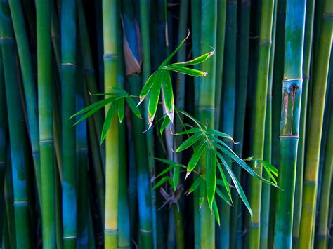Bamboo Desktop Wallpaper Wallpapersafari