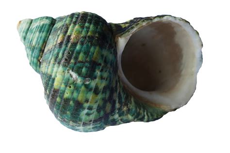 Green Sea Shell Free Stock Photo Public Domain Pictures