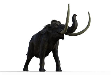 Mammoth Png Transparent Image Download Size 2500x1735px