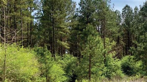 Molpus Woodlands Group Acquires Over 18 000 Acres Of Timberland In East Central Alabama