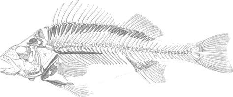 Fish Skeleton Sketch At Explore Collection Of Fish