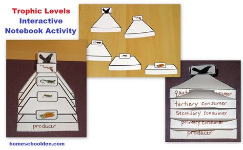 Food Chain Food Web Energy Pyramid Activities Biology Packet