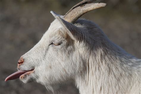Free Images Wildlife Horn Pet Sheep Africa Mane Close Fauna