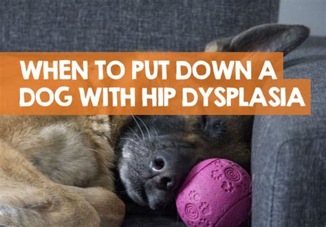 When To Put A Dog Down With Hip Dysplasia What I Learned