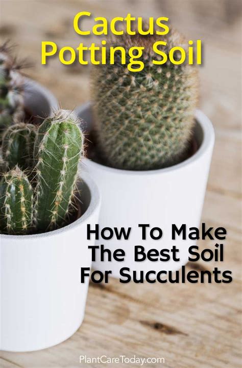 How To Make The Best Cactus Soil Mix Best Soil For Succulents