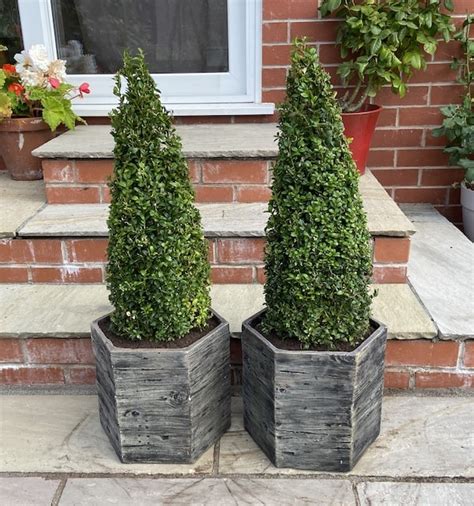 How To Plant Buxus Topiary Into Pots Step By Step